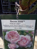 Роза парковая Визли 2008 штамб саженец OG1576 купить в Москве