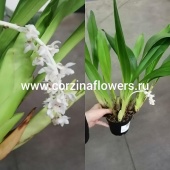 Орхидея Эрия белая О58 купить в Москве