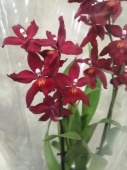 Буррагеара красная Фпанс Джевел орхидея О670 купить в Москве