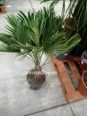 Хамеропс Хумилис 60-80 см пальма KR1356 купить в Москве