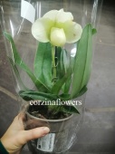 Пафиопедилум гибрид орхидея O346 купить в Москве