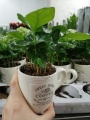 Кофе растение в подарок купить в Москве