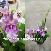 Орхидея Алисеара (Алицеара) О59 купить в Москве