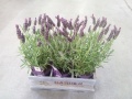 Лаванда подарочная в горшке Лаванда подарочная в горшке
