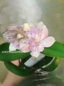 Каттлея Лелия орхидея О221 купить в Москве