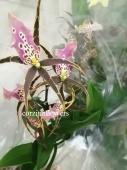 Камбрия брассия Черлоб орхидея О275 купить в Москве