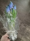 7 луковиц цветущих мускари KM584 купить в Москве