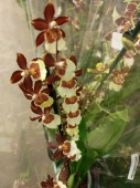 Камбрия гибрид орхидея О911 купить в Москве