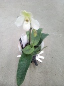 Пафиопедилум Де Перла орхидея O969 купить в Москве