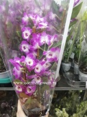 Орхидея Дендробиум Акатсуки пинк-вайт О176 купить в Москве