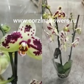 Орхидея Фаленопсис Анета О104 купить в Москве