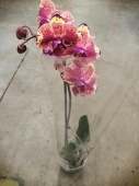 Орхидея фаленопсис Иса 2 ст О24 купить в Москве