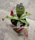 Непентес Блуди Мери хищное растение KR1063 купить в Москве