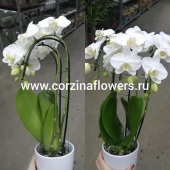 Фаленопсис водопад в белой керамике 3 цв подарочный KM277 купить в Москве