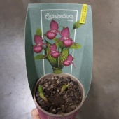 Циприпедиум пинк орхидея О1068 купить в Москве