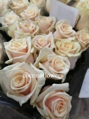 9  розовых роз Савита срезка SR498 купить в Москве