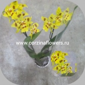 Орхидея Камбрия желтая гибрид 424 О190 купить в Москве