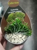 Эуфорбия Триангулярис кристата кактус KR1484 купить в Москве