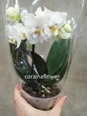 Фаленопсис гибрид орхидея О470 купить в Москве