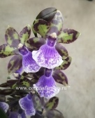 Орхидея Зигопеталум гибрид 174 ароматный О174 купить в Москве