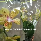 Орхидея фаленопсис Аристо Gold pink О60 купить в Москве