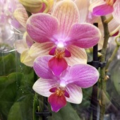 Фаленопсис мультифлора Саммер Сонг орхидея О929 купить в Москве