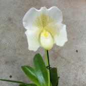 Пафиопедилум Невиум орхидея O1084 купить в Москве