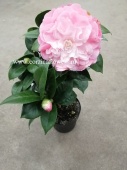 Камелия розовоя крупноцветковая Нучиос 40-50 см DZ248 купить в Москве