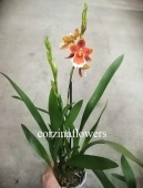 Камбрия гибрид орхидея О399 купить в Москве