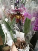 Орхидея Пафиопедилум 1 O93 купить в Москве