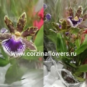 Орхидея Зигопеталум Трози Блу О52 купить в Москве