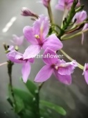 Эпидендрум светло-розовый орхидея О467 купить в Москве