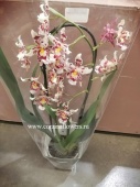 Орхидея Камбрия на арке гибрид 35 О35 купить в Москве