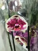 Фаленопсис Стар Фиш орхидея О589 купить в Москве