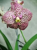 Ванда бордовая подвесная орхидея О445 купить в Москве