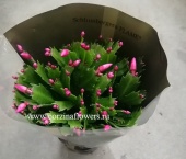 Шлюмбергера розовая кактус KR806 купить в Москве
