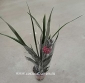 Растение Ананас Пацифико  DZ55 купить в Москве