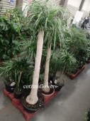 Нолина штамб 150-170 см пальма KR1730 купить в Москве