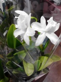 Орхидея Каттлея белая О562 купить в Москве