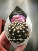 Нотокактус Юбельмана  кактус KR2034 купить в Москве