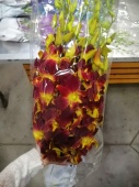 Дендробиум бордово-оранжевый срезка орхидея SR738 купить в Москве