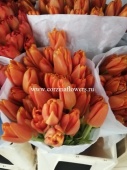 Тюльпан оранжевый Энкель Пако срезка SR258 купить в Москве