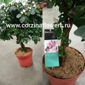 Азалия белая переплетеная DZ221 купить в Москве