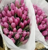 Тюльпан розовый Джамбо пинк срезка SR233 купить в Москве
