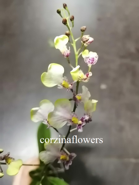 Онцидиум Попкорн орхидея О375 купить в Москве с доставкой - Корзина Цветов
