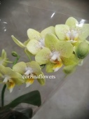 Фаленопсис мультифлора желтая орхидея О282 купить в Москве
