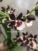 Камбрия 211 на арке орхидея О211 купить в Москве