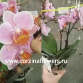 Орхидея Фаленопсис Букет Романтик О117 купить в Москве