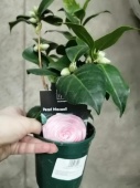 Камелия розовая Pearl Maxwell  DZ743 купить в Москве