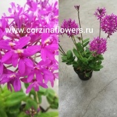 Орхидея Эпидендрум Центропеталум Пинк О161 купить в Москве